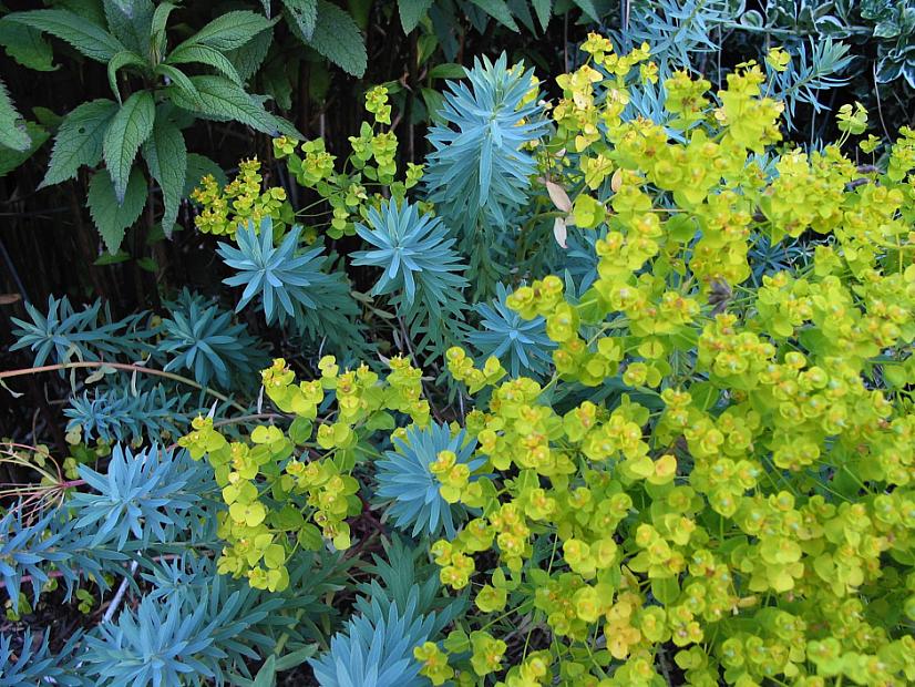 Euphorbia 'Blue Haze' - Blue Haze spurge