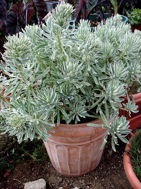 Euphorbia characias 'Glacier Blue' - Spurge