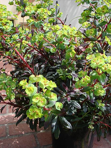 Euphorbia amygdaloides 'Ruby Glow' - Spurge
