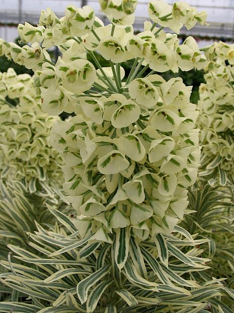 Euphorbia characias 'Tasmanian Tiger' - Spurge