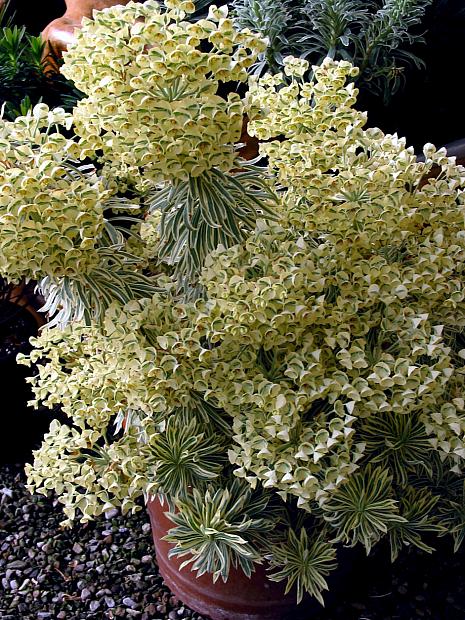 Euphorbia characias 'Tasmanian Tiger' - Spurge