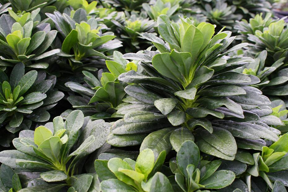 Euphorbia amygdaloides var. robbiae - Wood spurge