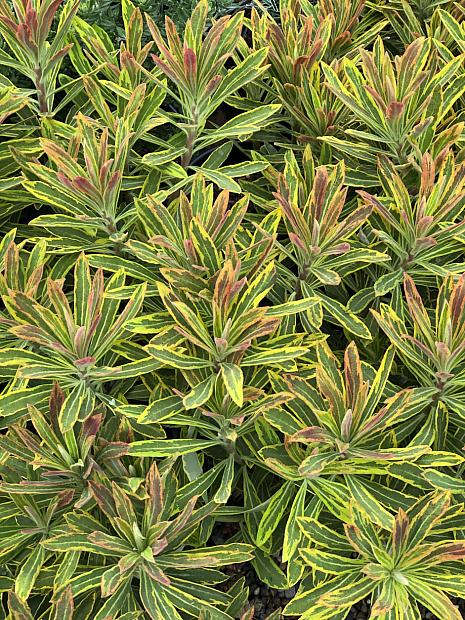 Euphorbia x martinii 'Ascot Rainbow' - Spurge