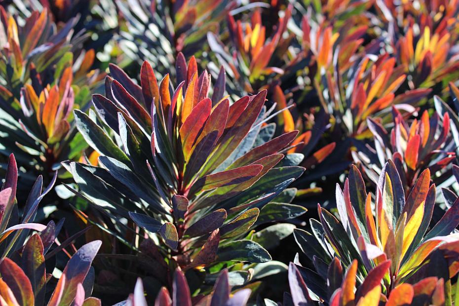 Euphorbia 'Blackbird' - Spurge