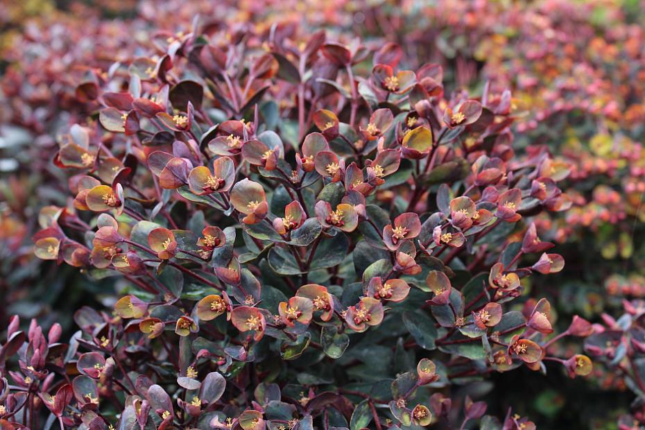 Euphorbia 'Blackbird' - Spurge