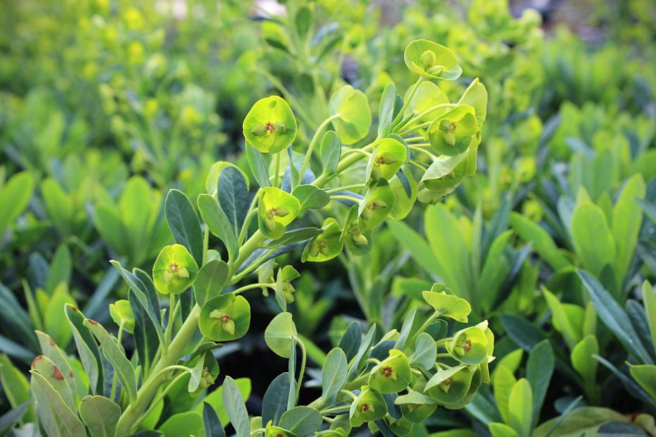 Euphorbia 'Blue Lagoon' - Spurge
