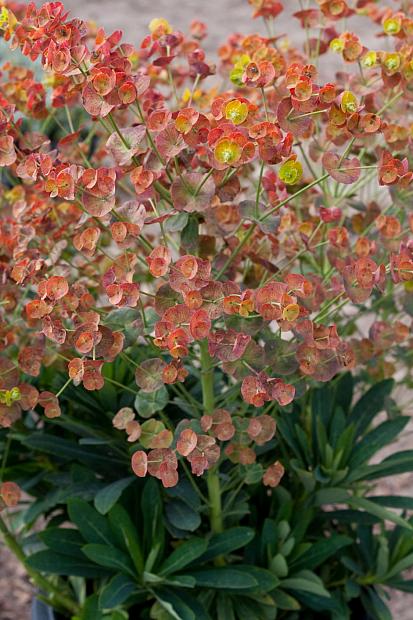 Euphorbia 'Blue Lagoon' - Spurge