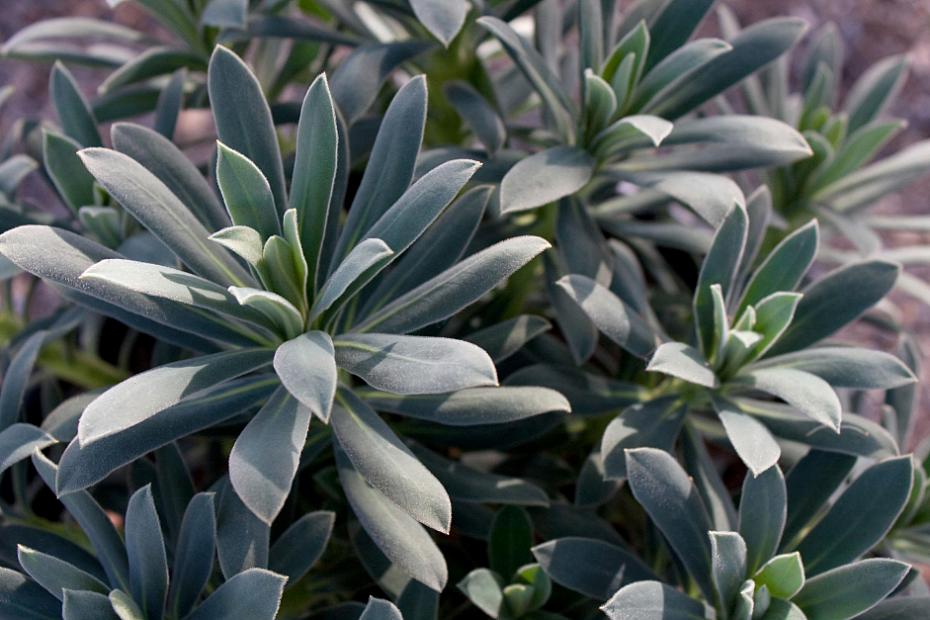 Euphorbia characias 'Blue Velvet' - Spurge