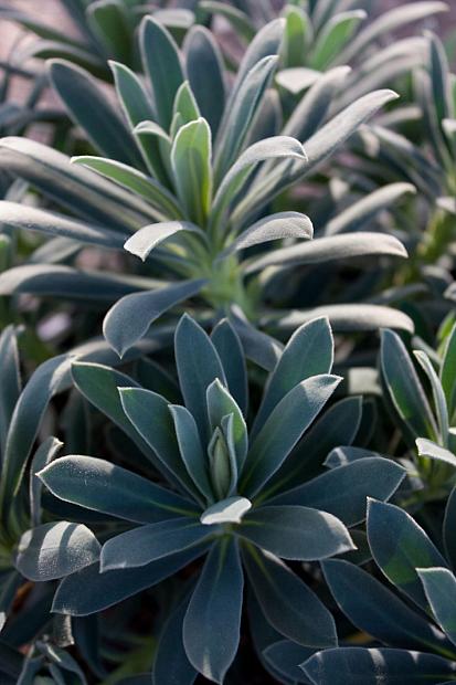 Euphorbia characias 'Blue Velvet' - Spurge