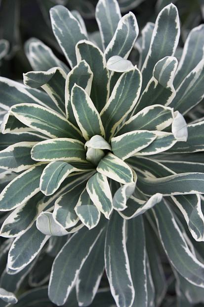 Euphorbia characias 'Silver Swan' - Spurge