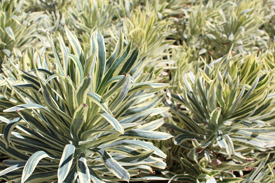 Euphorbia characias 'Tasmanian Tiger' - Spurge