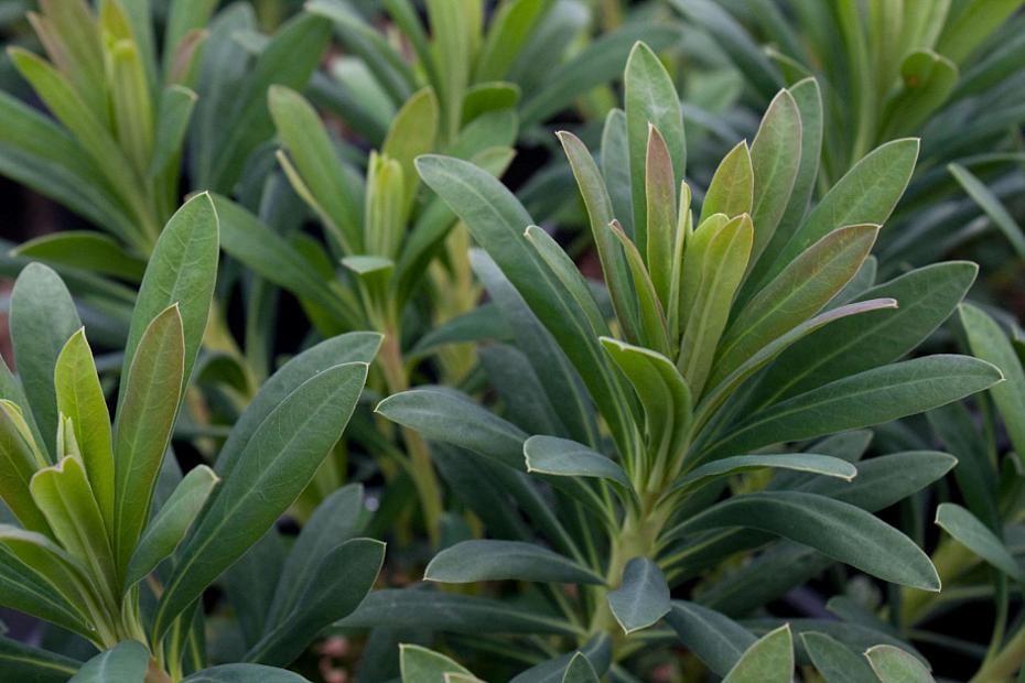 Euphorbia characias ssp. wulfenii - Mediterranean spurge