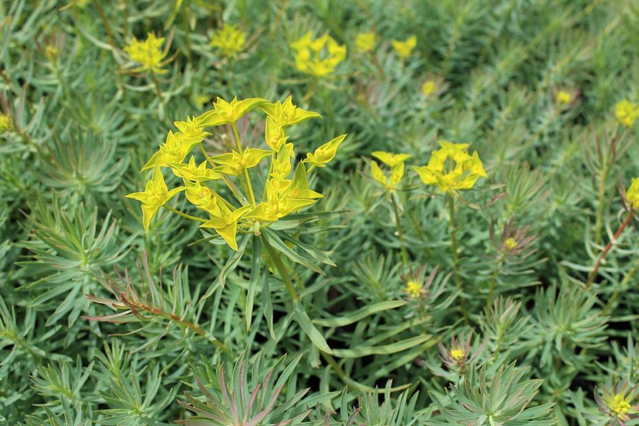 Euphorbia 'Dean's Hybrid' - Spurge