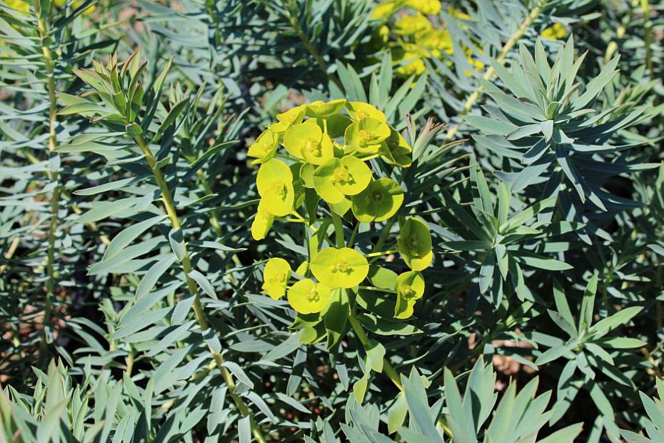 Euphorbia 'Limewall' - Spurge