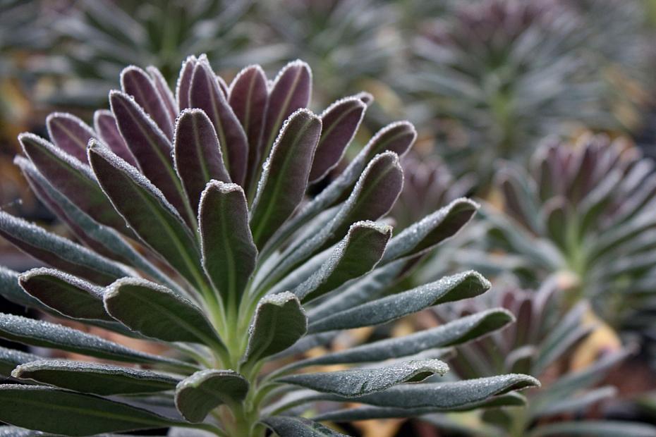Euphorbia 'Royal Velvet' - Spurge