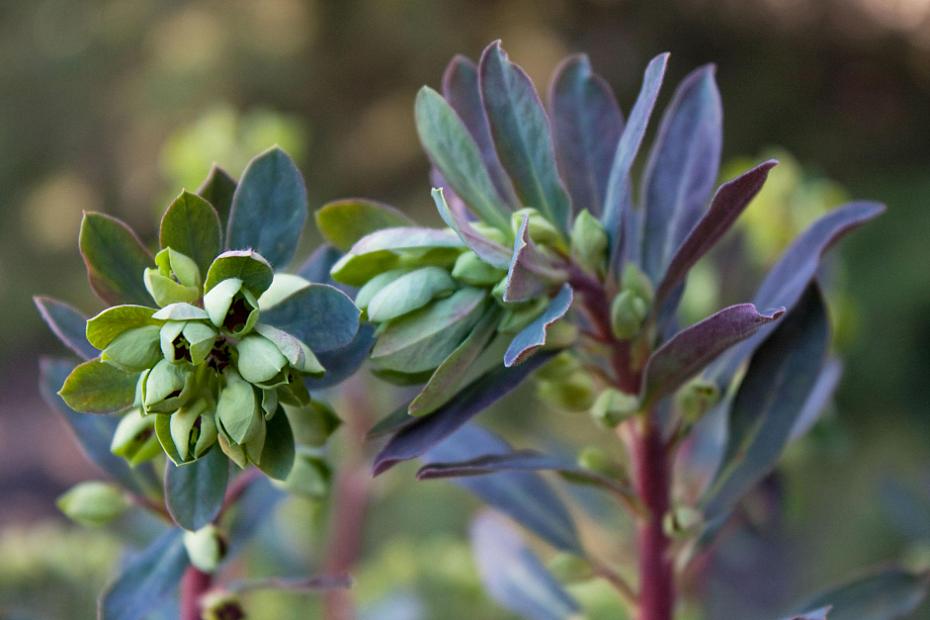 Euphorbia 'Rudolph' - Spurge