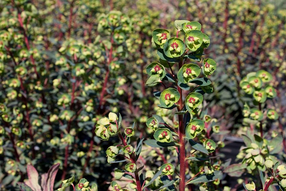 Euphorbia 'Rudolph' - Spurge