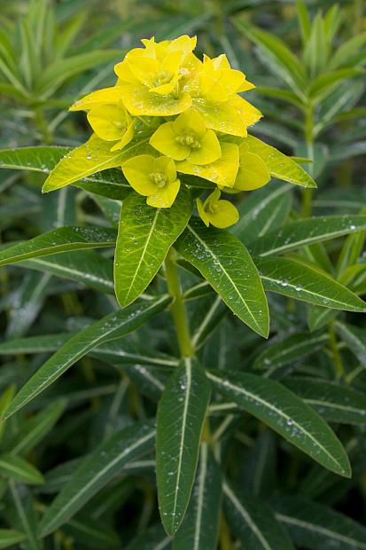 Euphorbia sikkimensis - Spurge