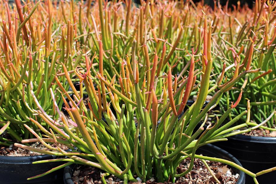 Euphorbia tirucalli 'Sticks on Fire' - Red pencil tree