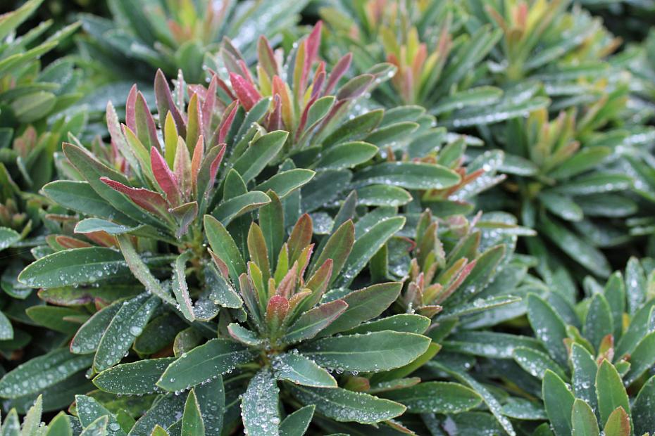 Euphorbia 'Tiny Tim' - Spurge