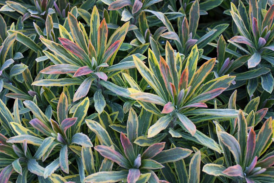 Euphorbia x martinii 'Ascot Rainbow' - Spurge