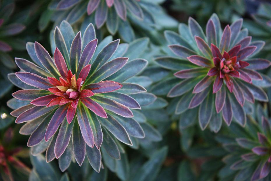 Euphorbia x martinii ‘Red Martin’ - Red-tipped spurge