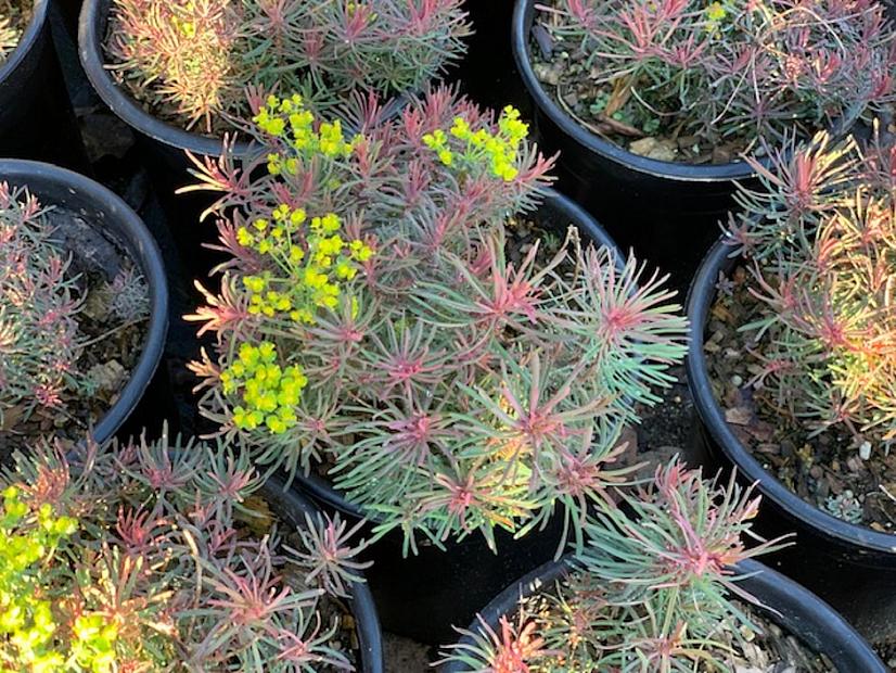 Euphorbia cyparissias ‘Fens Ruby’ - Cypress spurge