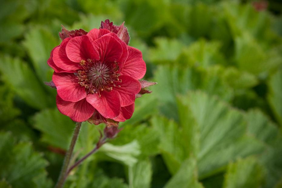 Geum ‘Flames of Passion’ - Avens