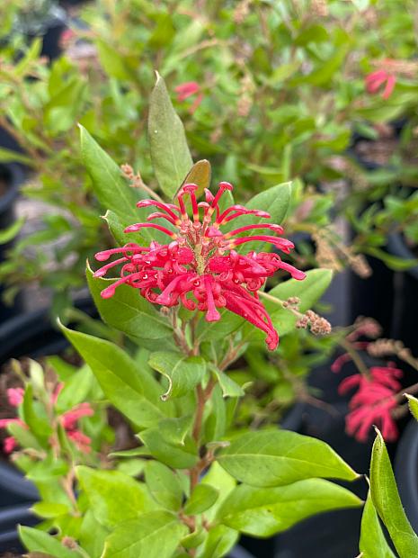Grevillea rhyolitica 'Deua Flame' - Spider flower