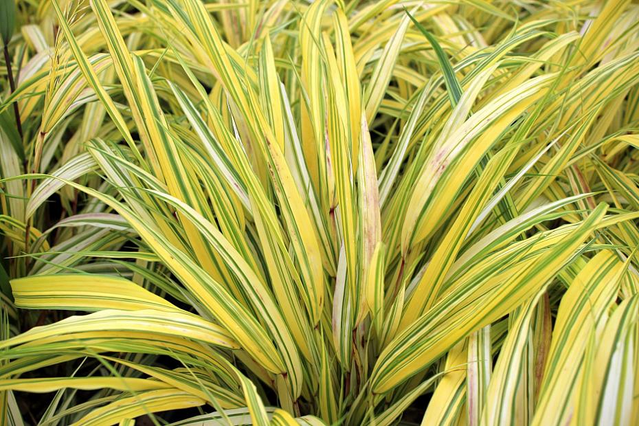Hakonechloa macra ‘Aureola’ - Golden Japanese forest grass