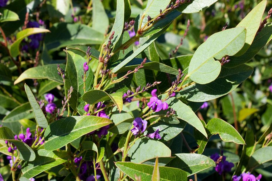Hardenbergia violacea 'Walkabout Purple' - Vine lilac