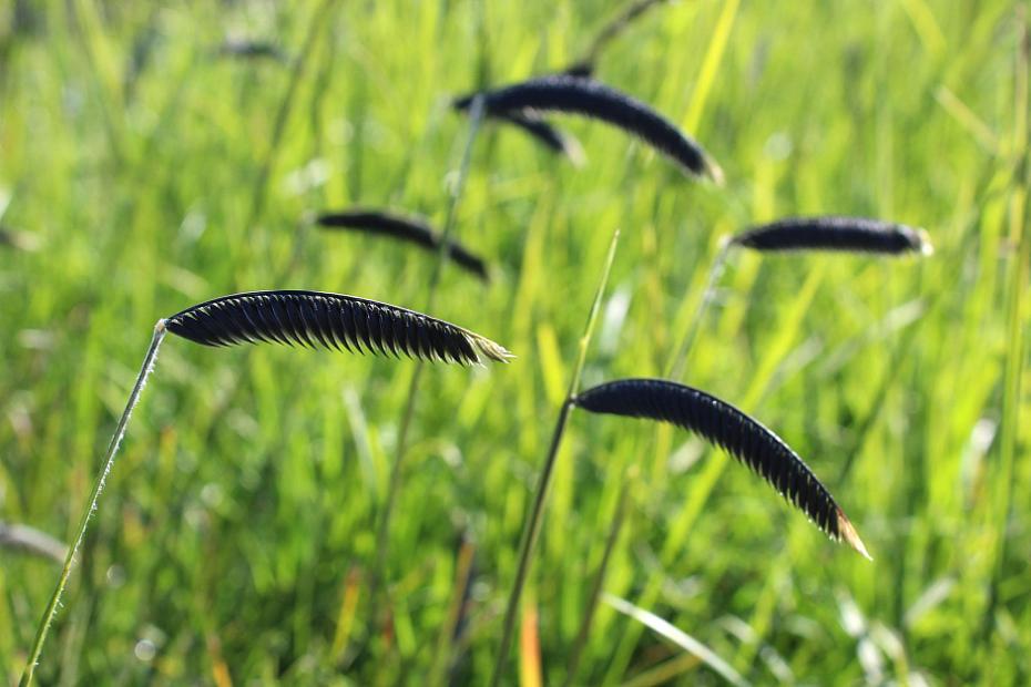 Harpochloa falx 'Compact Black' - Black caterpillar grass