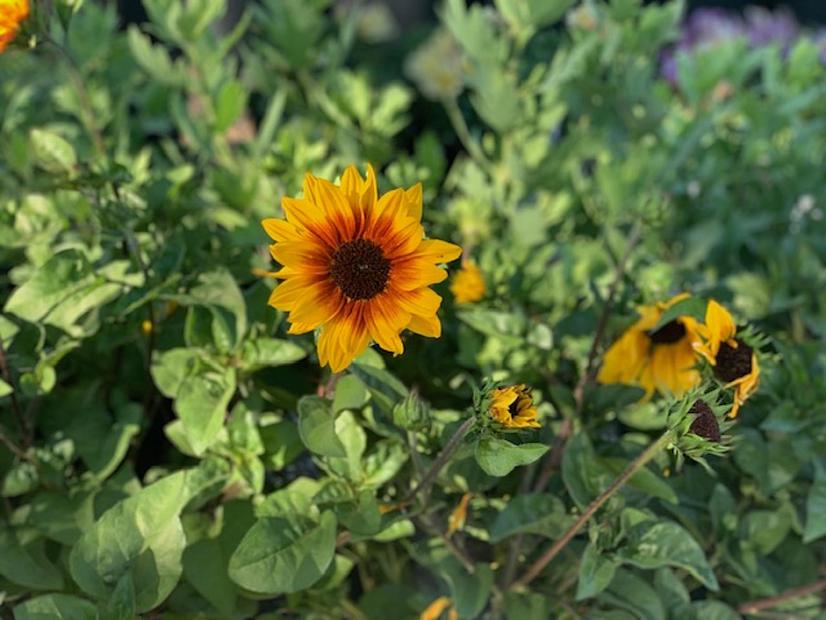 Helianthus x annuus SunBelievable™ - Sunflower