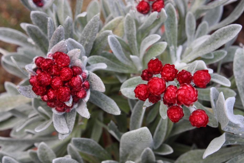 Helichrysum 'Red Jewel' - Strawflower