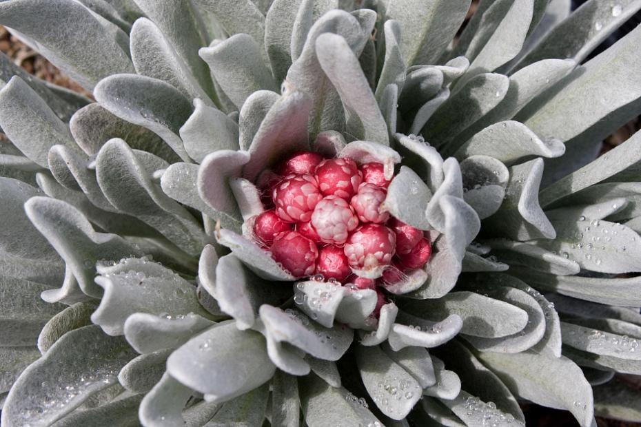 Helichrysum 'Ruby Cluster' - Strawflower