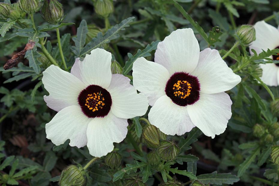 Hibiscus trionum - Flower of-an-hour