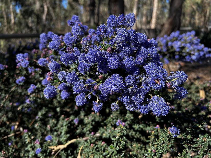 Ceanothus ‘Julia Phelps’ - California lilac