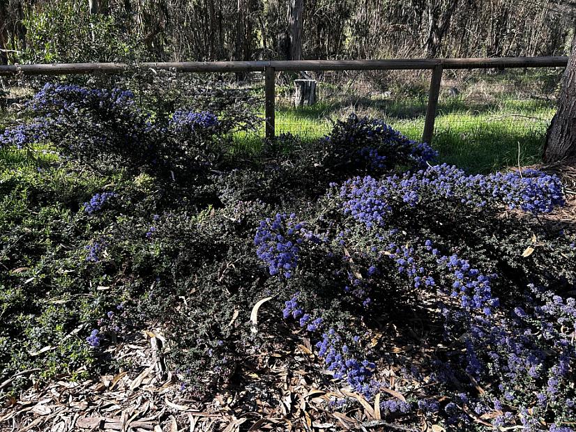 Ceanothus ‘Julia Phelps’ - California lilac