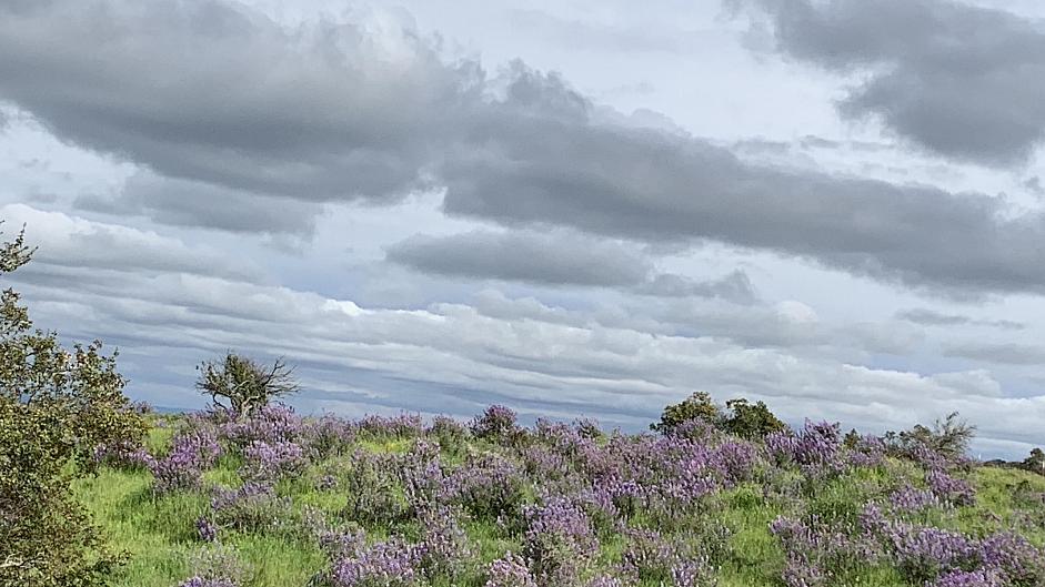 Lupinus albifrons - White-leaf bush lupine