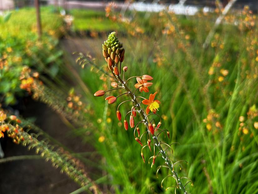 Bulbine frutescens 'Hallmark' - Orange-stalked bulbine