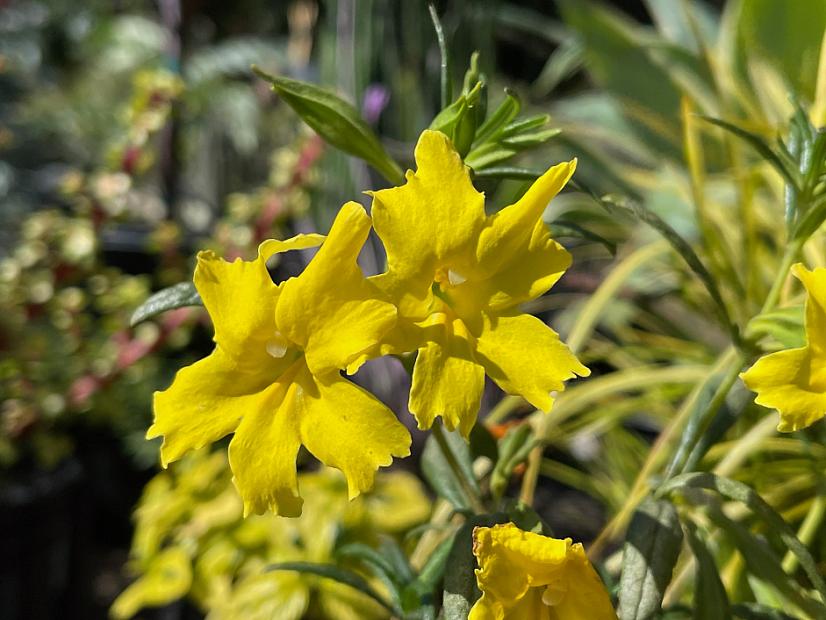 Mimulus 'Jelly Bean Lemon' - Monkey flower