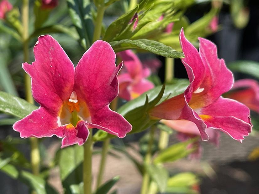 Mimulus 'Jelly Bean Dark Pink' - Monkey flower
