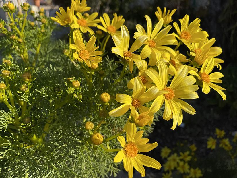 Coreopsis gigantea - Giant tickseed
