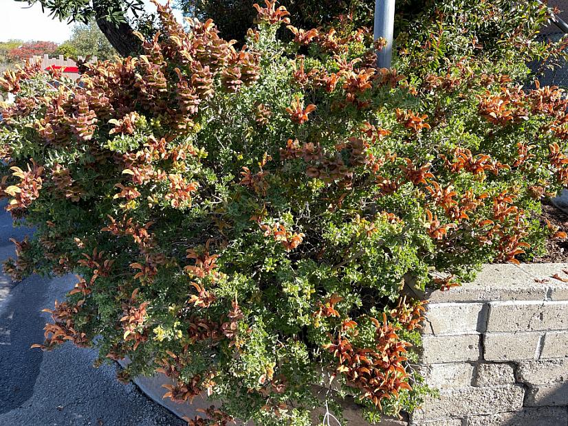Salvia aurea - Sage