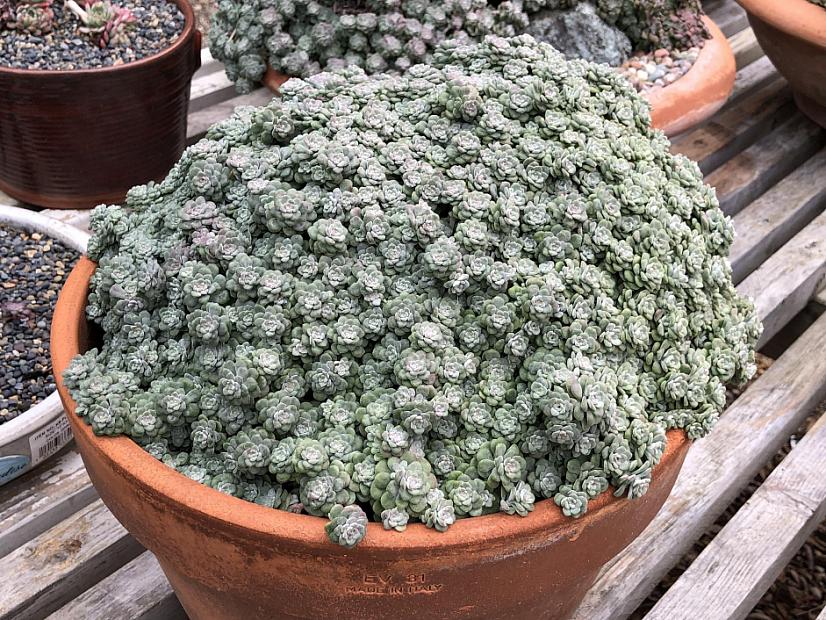 Sedum spathulifolium ‘Cape Blanco’ - Stonecrop