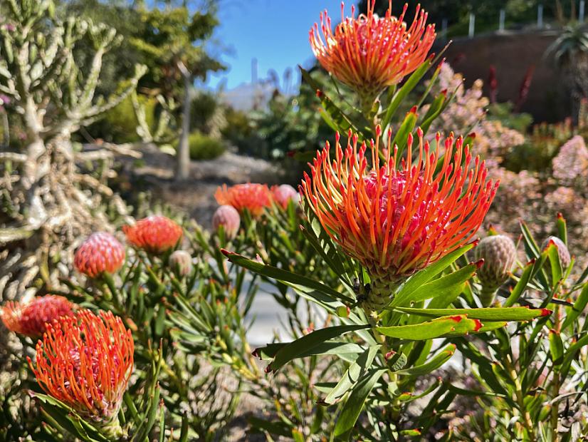 Leucospermum 'Tango' - Pincushion