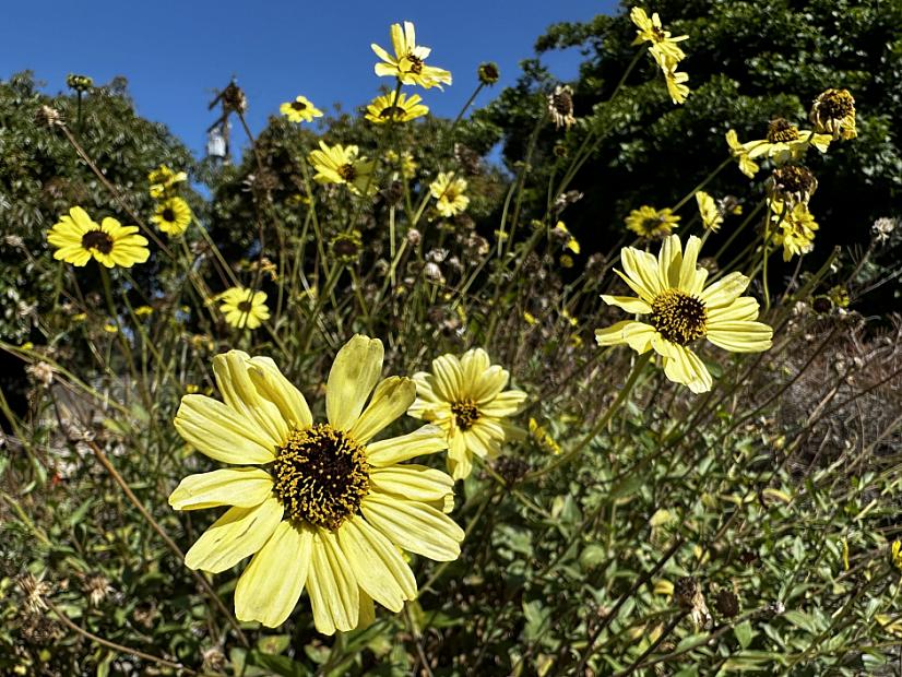 Encelia californica 'Paleo Yellow' - California bush sunflower
