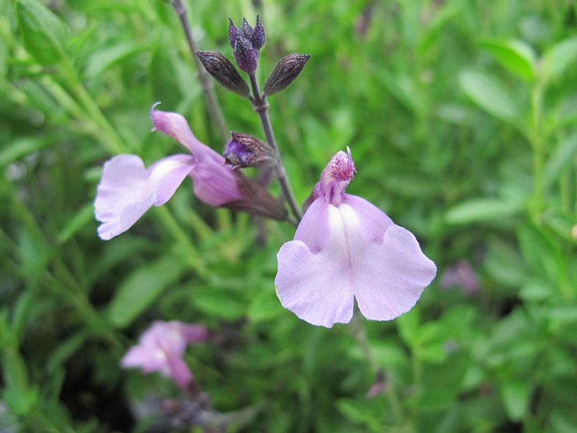 Salvia greggii 'Smokin' Lavender' - Autumn sage