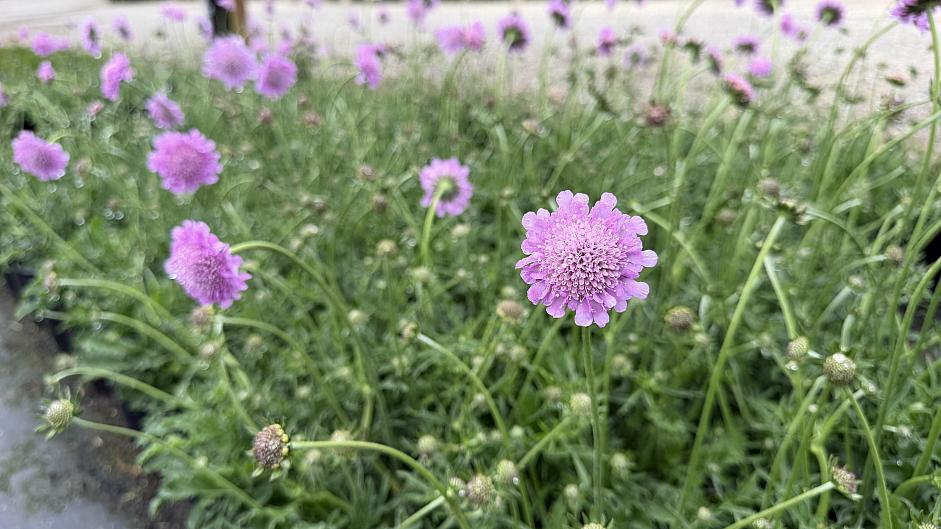 Scabiosa columbaria ‘Pink Mist’ - Pincushion flower