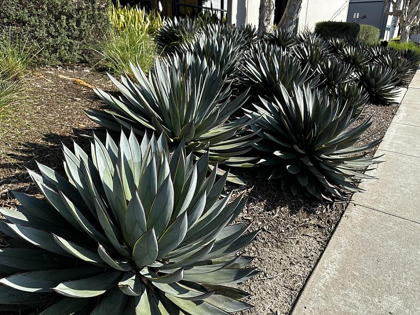 Agave 'Blue Glow' - Agave